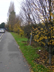 The view down Kings Drive showing the row of trees.